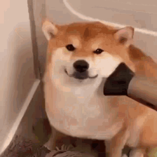 Doge Shiba Inu GIF - Doge Shiba Inu Cute Dog GIFs