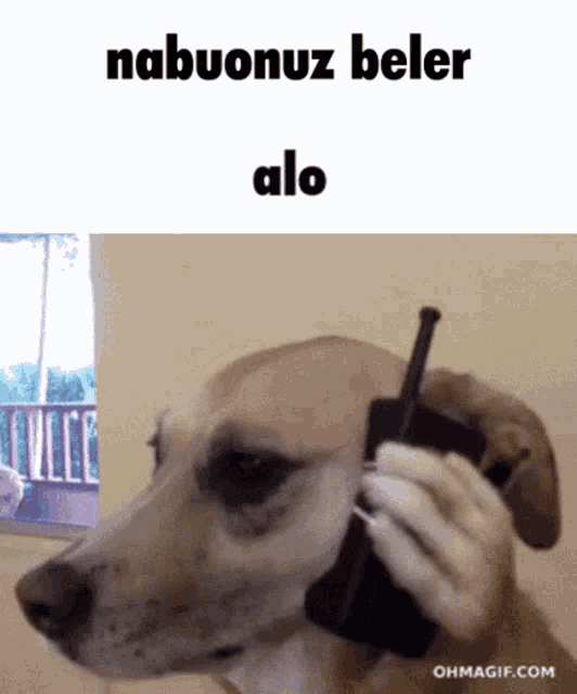 a dog is talking on a cell phone with the words nabuonuz beler alo written above it
