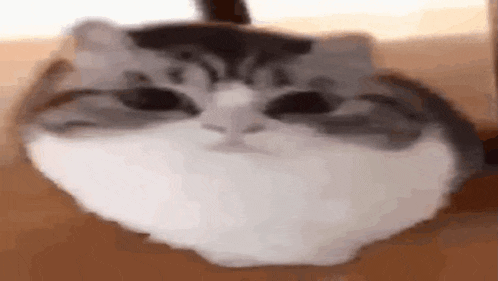a close up of a cat sitting on a table .