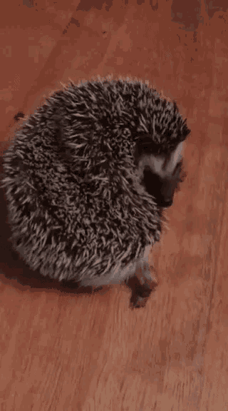 a hedgehog is sitting on a wooden floor