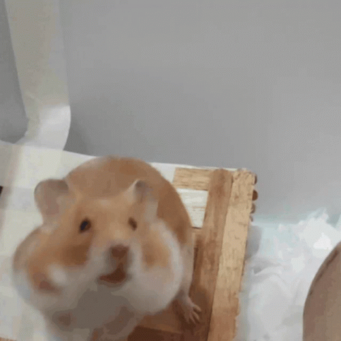 Bootythehamster Syrian GIF - Bootythehamster Booty Syrian GIFs