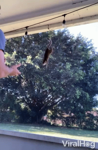 Squirrel Come Here GIF - Squirrel Come Here Jump GIFs