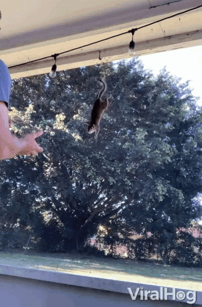 a video of a squirrel being thrown in the air by a man is being shared on viralhog