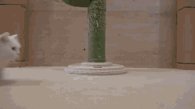 a white cat is standing in front of a green cactus tree