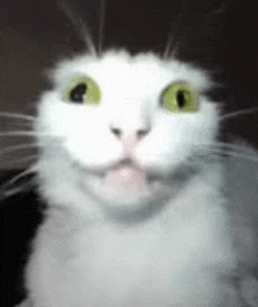 a close up of a white cat with green eyes looking at the camera