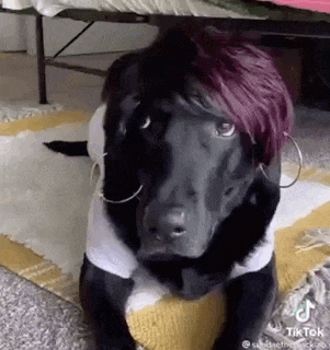 a black dog with purple hair and hoop earrings is wearing a white shirt .