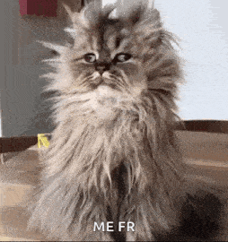 a fluffy cat is sitting on a wooden table and says `` me fr '' .