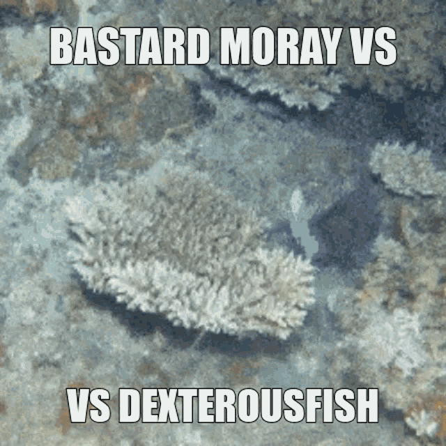 Dexterousfish Bastard Moray Vs Fight Epic GIF - Dexterousfish Bastard Moray Vs Fight Epic GIFs