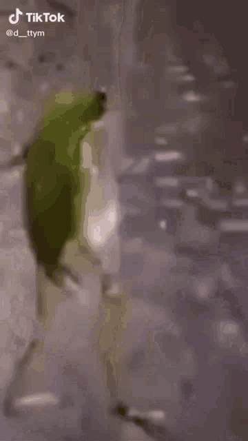 вояж Frog GIF - вояж Frog Dancing GIFs