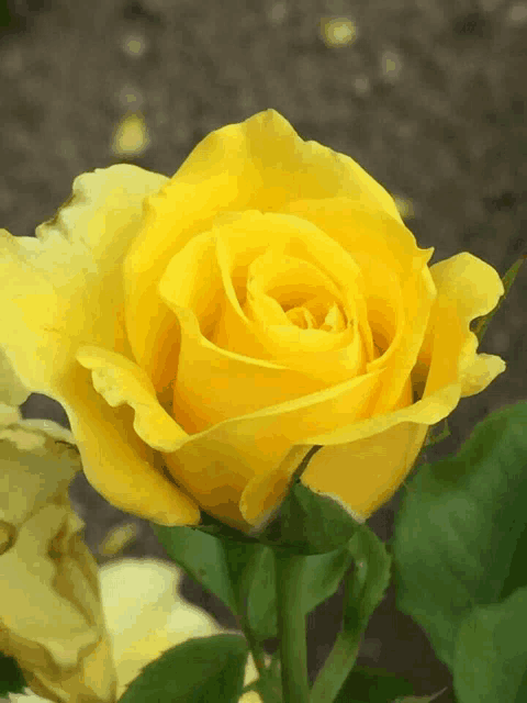 a close up of a yellow rose with green leaves behind it