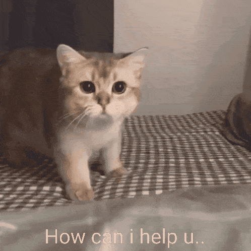 How May I How Can I GIF - How May I How Can I Cat GIFs