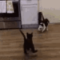 two cats are playing with each other in a kitchen . one of the cats is black and white and the other is black and white .
