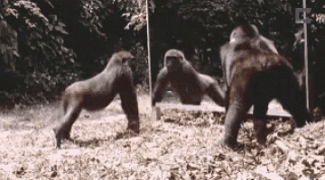 Funny Animals Mirror GIF - Funny Animals Mirror Gorilla GIFs