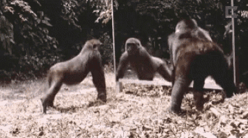 a group of gorillas are standing next to each other in the dirt .
