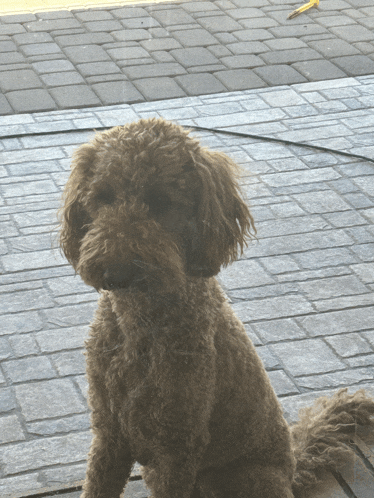 a small brown dog is sitting on a brick sidewalk looking at the camera