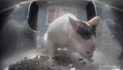 a black and white cat is eating food from a bowl with chinese writing on it