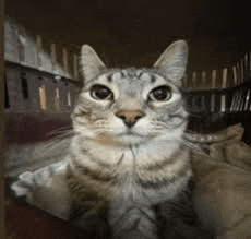 a close up of a cat looking at the camera in a cage .