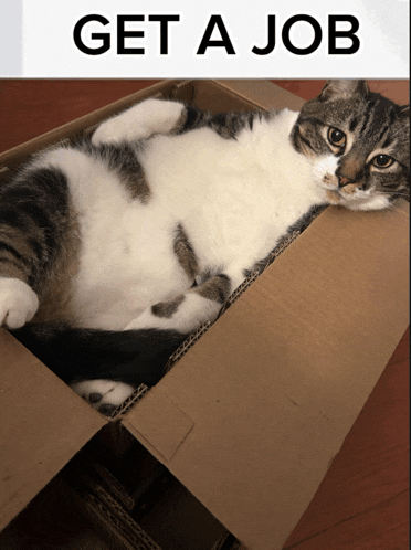 a cat is laying in a cardboard box under a get a job sign