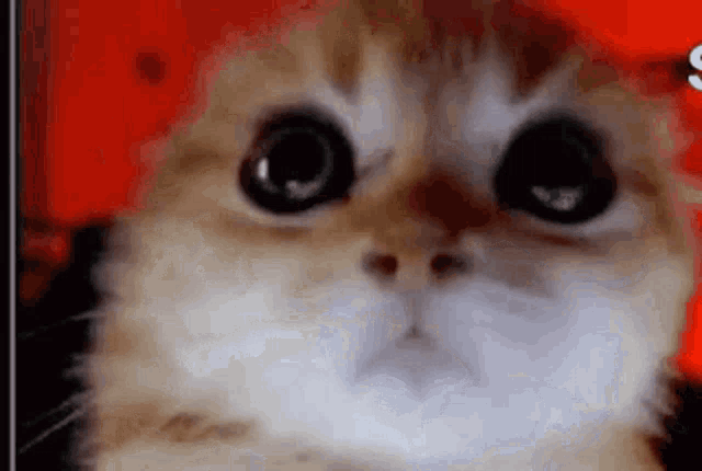 a close up of a cat with big eyes looking at the camera .