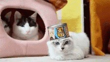 Oh Hell No Cat GIF - Oh Hell No Cat Sassy GIFs