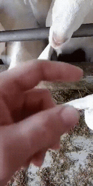 a person petting a goat with their fingers