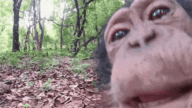 a chimpanzee taking a selfie in the woods