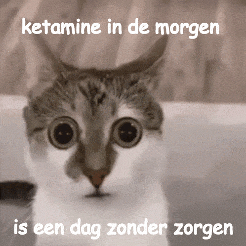 a picture of a cat with a caption that says ketamine in de morgen