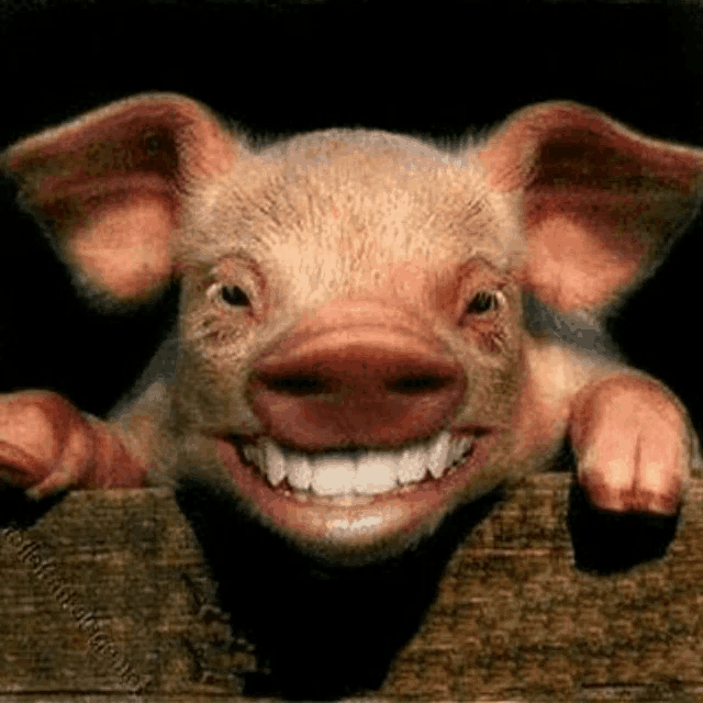 a pig with big white teeth is smiling over a wooden fence .