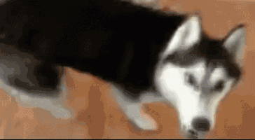 a husky dog is standing on a wooden floor .
