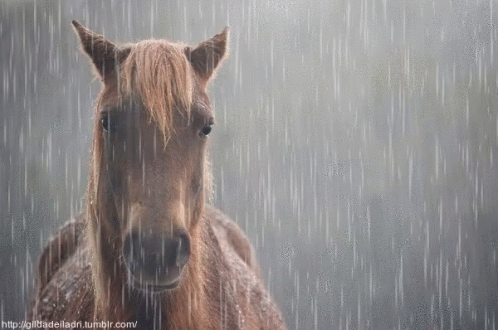 Megosztható Horse GIF - Megosztható Horse Raining GIFs