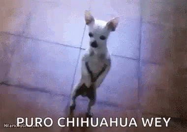Chihuahua Wey GIF - Chihuahua Wey Dance GIFs