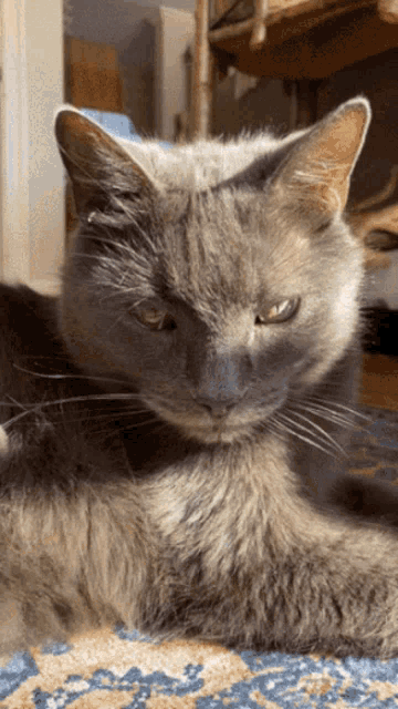 Meower Cat GIF - Meower Cat Kitty GIFs