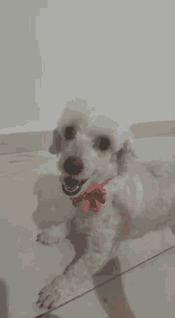a person is petting a small white dog with a pink bow around its neck