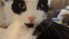 Cat Zoom GIF - Cat Zoom Cat Zoom GIFs