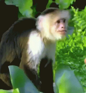 Monkey Angry GIF - Monkey Angry Scream GIFs