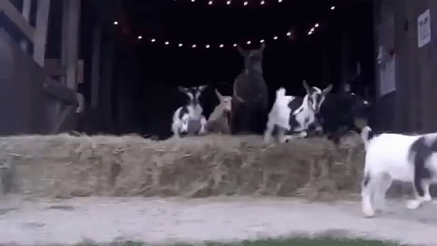 Goat Whip GIF - Goat Whip GIFs