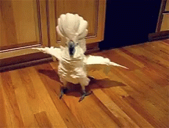 What Say What GIF - What Say What Parrot GIFs