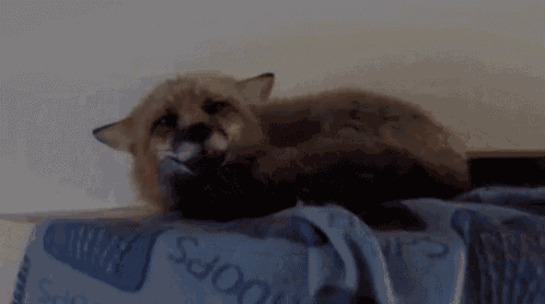 a fox is laying on top of a bed with a blue blanket .