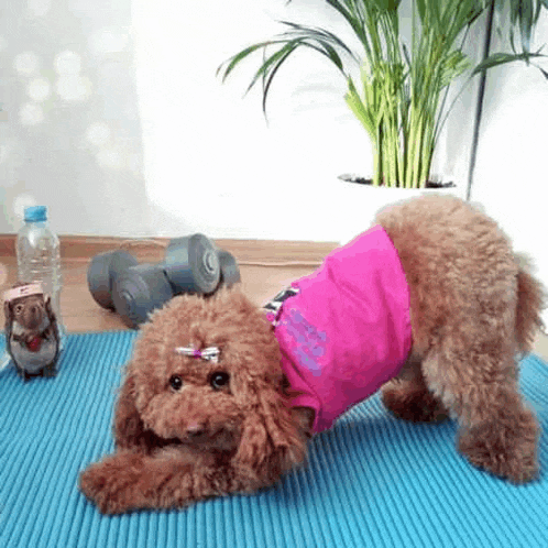 a small brown poodle wearing a pink shirt is laying on a blue yoga mat .