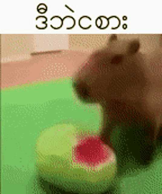 a cat is eating a watermelon on a green mat .