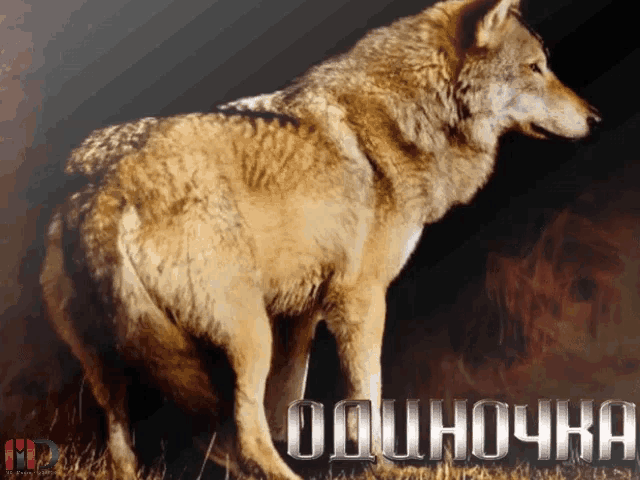 a wolf standing in a field with the word " oduhovka " written on it