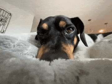 a close up of a dachshund laying on a blanket .