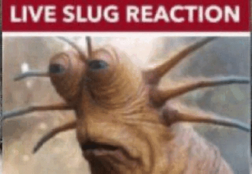 Live Slug Reaction Klaud GIF