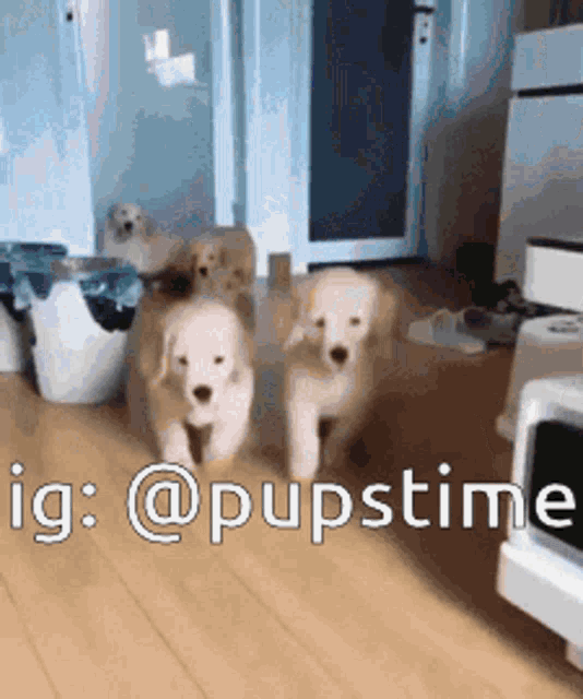 a group of puppies are running in a room with the hashtag @pupstime on the bottom