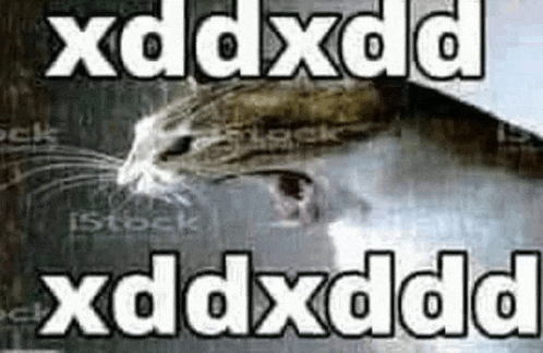 a picture of a cat with the words xdxdd xddxdd written on it
