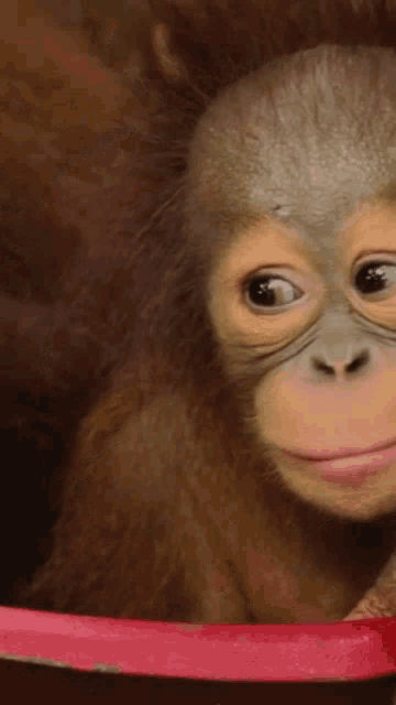Mingler Orangutan GIF