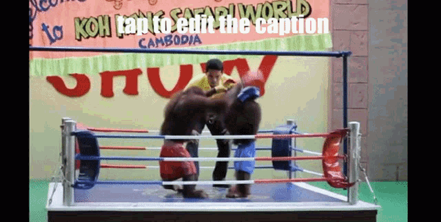 a boxing ring with a sign that says ' koh tap to edit the caption '