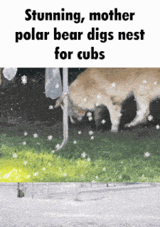 Googz Pluto GIF - Googz Pluto Polar Bear GIFs