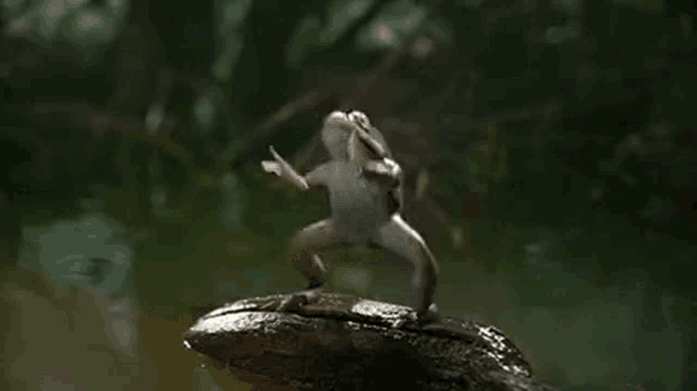 a frog is sitting on top of a rock in the water .