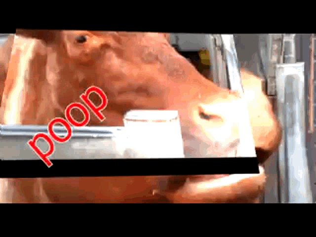 a close up of a cow 's face with the word poop on it